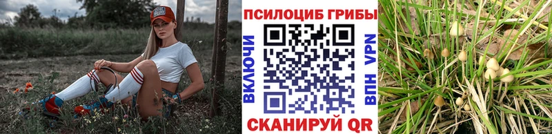 Галлюциногенные грибы прущие грибы  Углич 